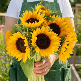 Zohar, Sunflower Seeds